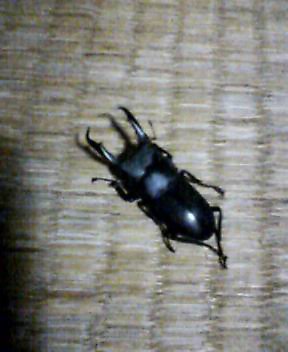 P505i0070254778.jpg P505i0070254778.jpg