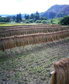 P505i0088146112.jpg P505i0088146112.jpg