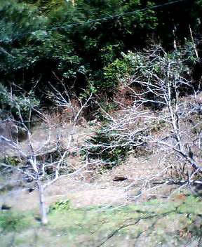 P505i0109117709.jpg P505i0109117709.jpg