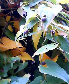 P505i0042074264.jpg P505i0042074264.jpg