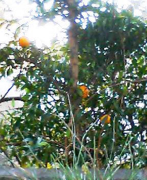 P505i0048627881.jpg P505i0048627881.jpg